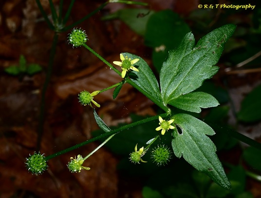 {Ranunculus recurvatus}